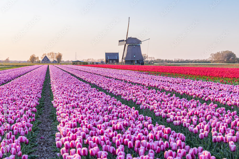 Purple and red tulips in a Dutch field.