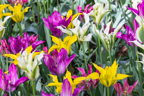 Purple  white  and yellow tulips in a garden.