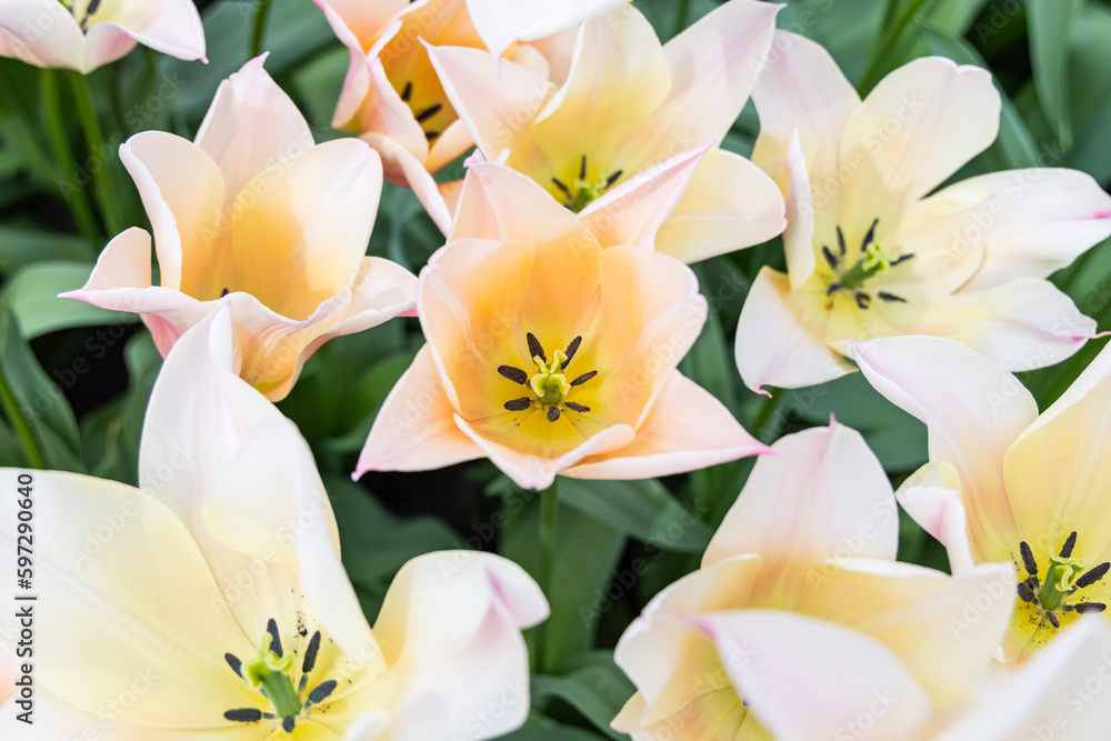 Naklejka premium Pale colored tulips in a garden.