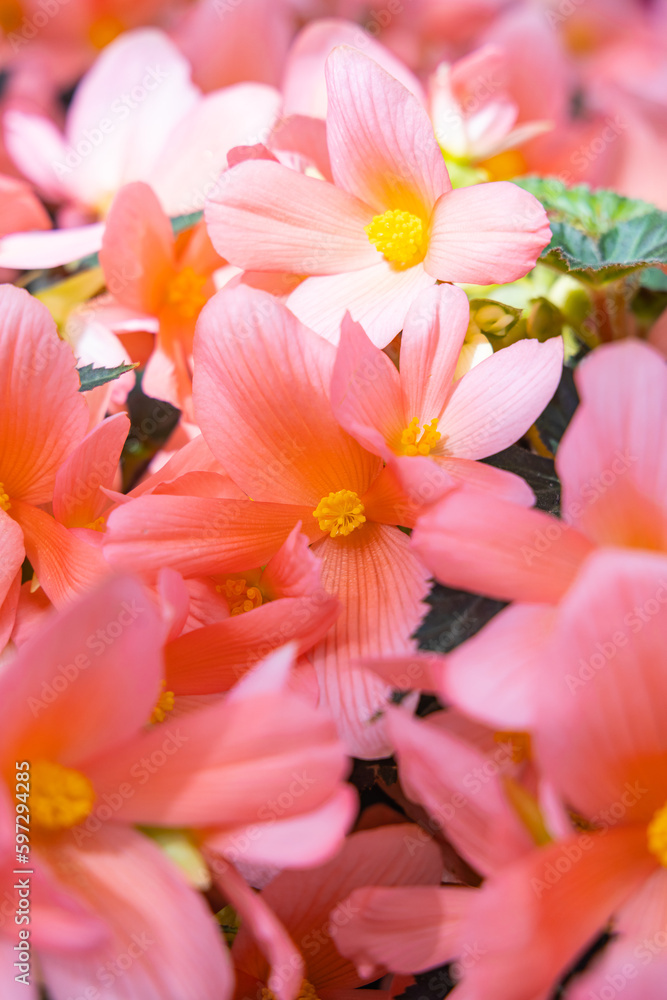 Fototapeta premium Orange and yellow flowers in a garden.