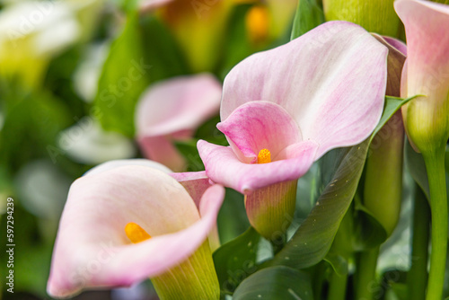Cala lilies in a formal garden. photo