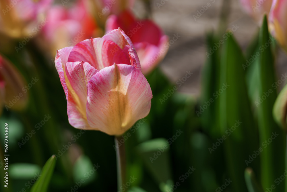 Beautiful pink tulip flower. Opened pink tulip bud Beautiful pink tulip flower. Opened pink tulip bud