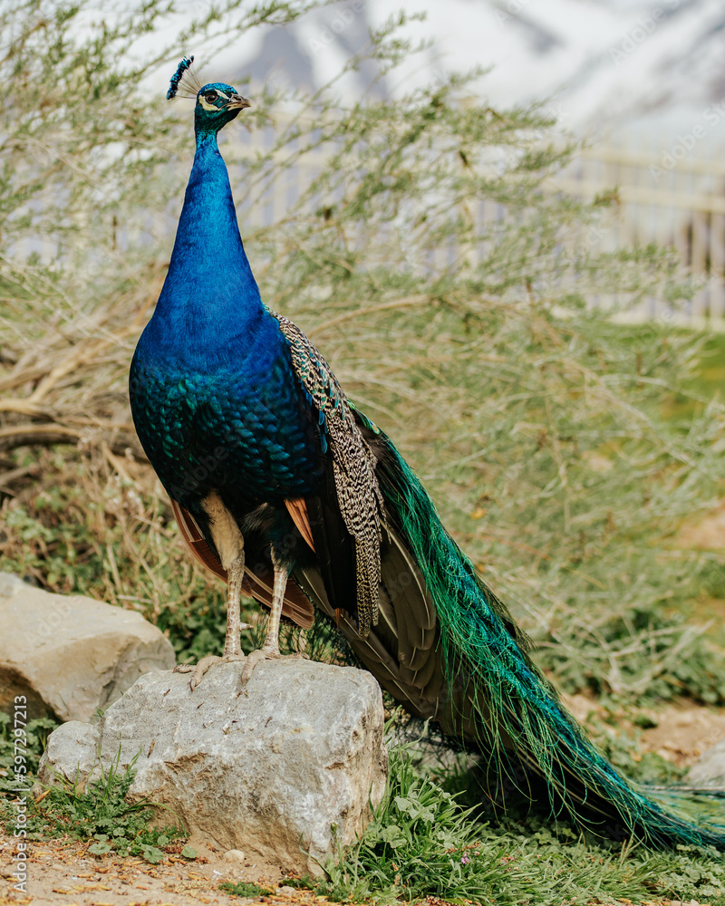 Fototapeta premium Peacock 