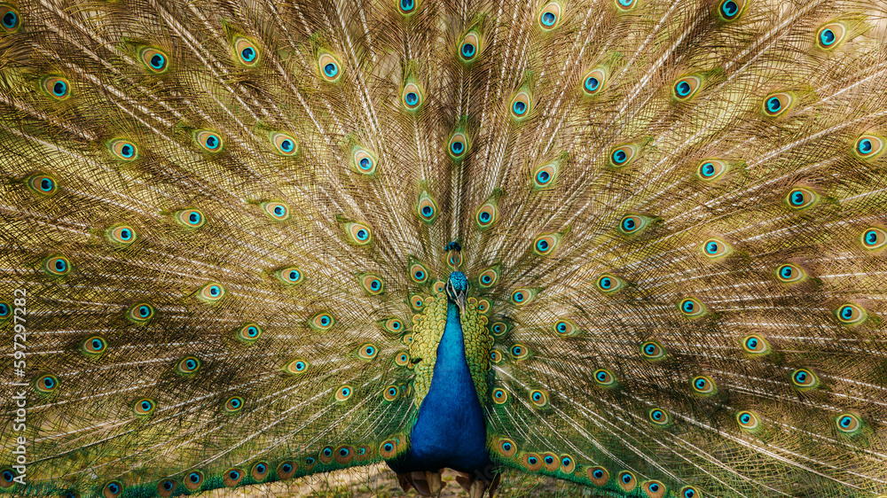 Naklejka premium Peacock Plumage
