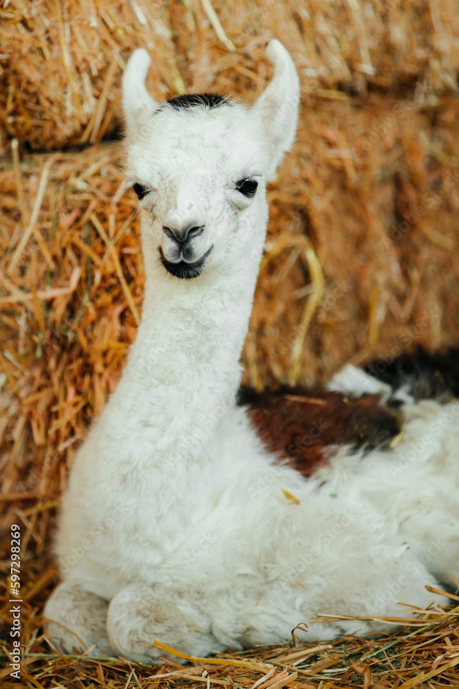 Obraz premium Baby Llama 