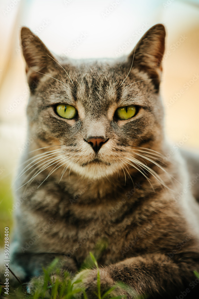 portrait of a cat 1