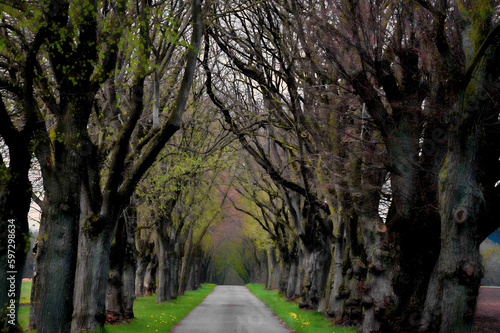 Allee im Frühling mit alten knorrigen Bäumen. Lindenallee im Frühling. Allee mit alten knorrigen Bäumen.