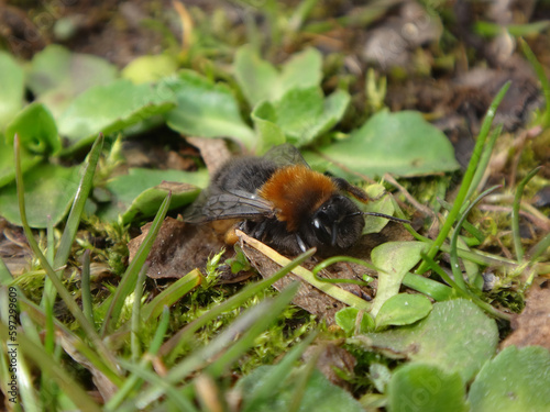 Female Clark's mining bee (Andrena clarkella) resting on moss and grass © Distracted_by_Bugs