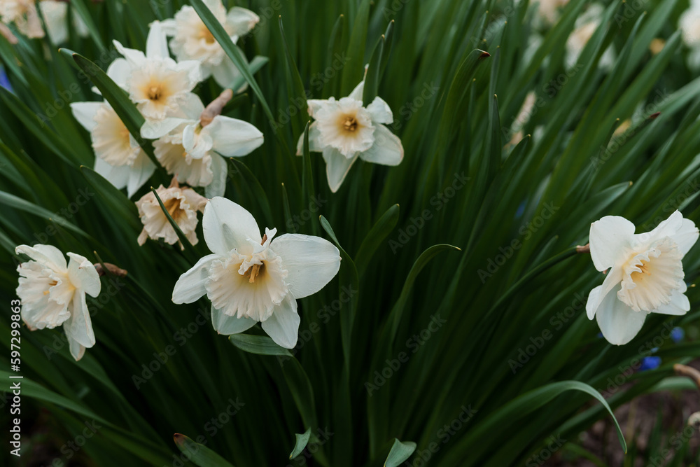 Beautiful white narcissus flower. Open bud of white narcissus Beautiful white narcissus flower. Open bud of white narcissus