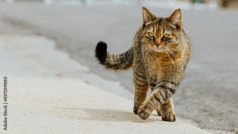 Fototapeta premium Cat Upclose 3