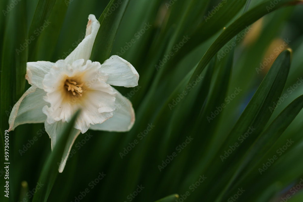 Beautiful white narcissus flower. Open bud of white narcissus Beautiful white narcissus flower. Open bud of white narcissus