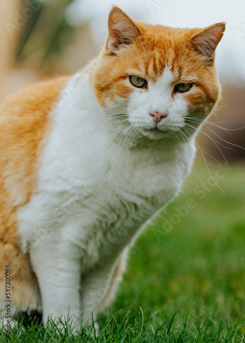 Orange Cat © Brad Simmons