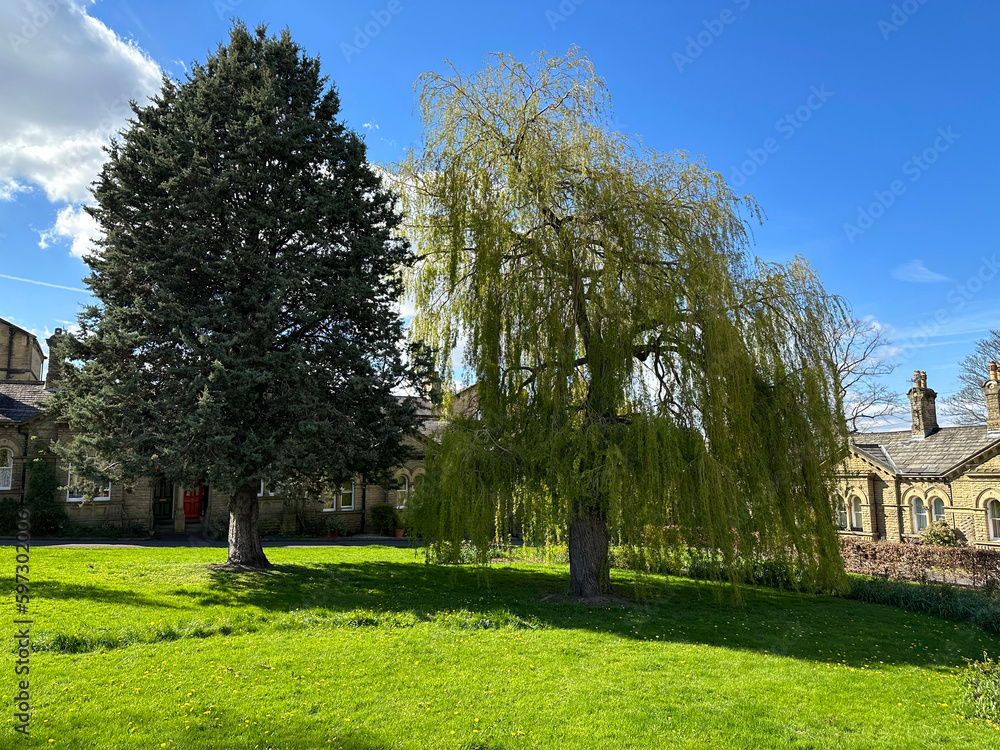 Two large old trees, in a green space, of the Victorian village World Heritage Site of, Saltaire, Bradford, UK