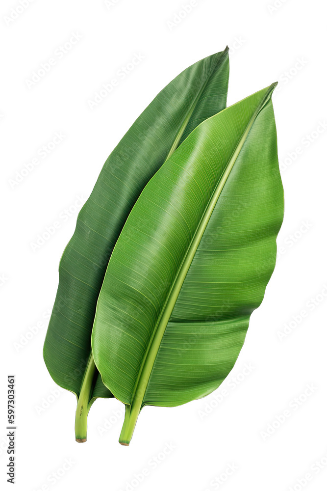 Fototapeta premium Banana leaf isolated on transparent background. Green banana leaves, tropical plant.
