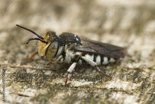 Closeup of a male Sharp-tailed or Sharp-bellied cuckoo bee, Coelioxys, sitting on wood