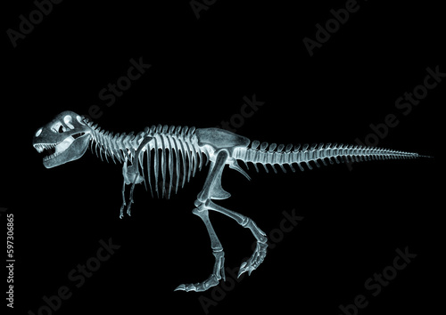 tyrannosaurus skeleton is walking in white background side view