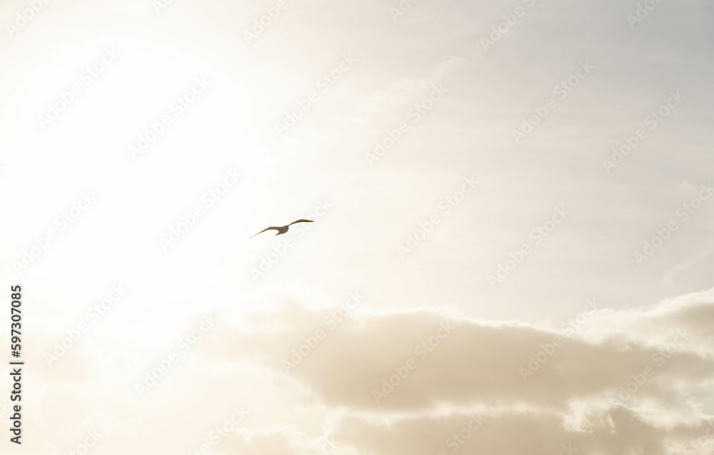 Fototapeta premium Seagull flying over sunset cloudy sky