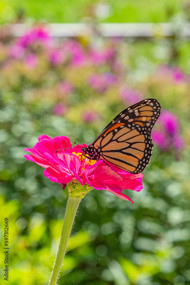 Fototapeta premium Monarch butterfly perched on bright pink flower in garden