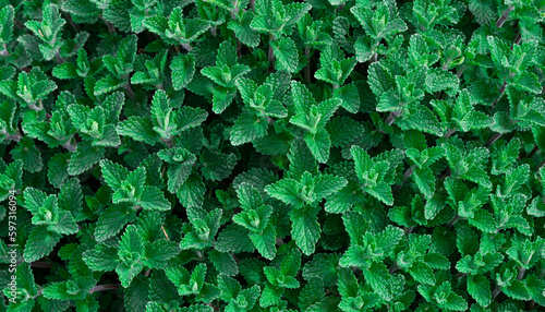 Green Mint Plant Grow Background. Menthol Texture