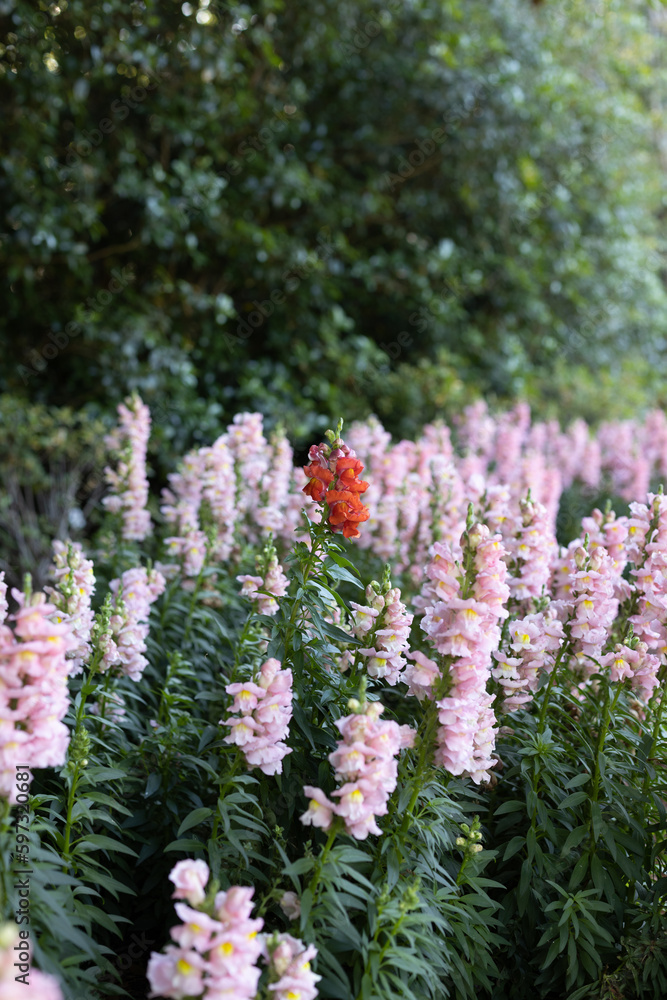 Obraz premium standing out (giant scarlet in apple blossom, shallow)