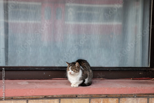 Cat loafing, on the loaf position, standing on a window, outside. It's stray white and tabby bicolor cat, sleeping, happy. photo