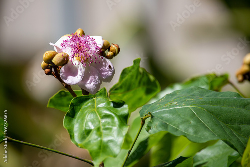 Urucuzeiro é uma árvore cujo fruto é o urucum, de onde se extrai o colorau. Flor. Condimento. photo