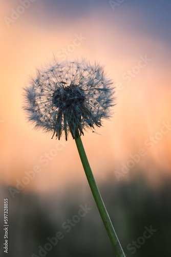 Spring morning nature with flower concept. White melcha flower with the morning sky in the background. Photo with a shallow depth of field.