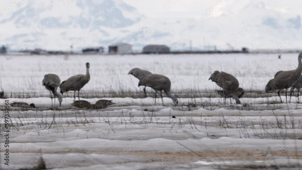 Sandhill Crane (Grus canadensis) feeding in the Kenai River Flats Sandhill Crane (Grus canadensis) feeding in the Kenai River Flats