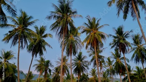 Wallpaper Mural Palm trees with a blue sky and clouds in Koh Lanta Thailand. Green palm trees in the sky at sunset Torontodigital.ca