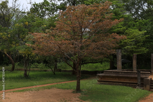 Herbal plant Mee Tree (madhuca) in Sri lanka photo