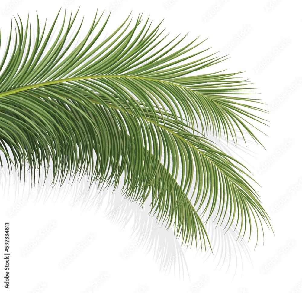 palm branch, coconut leaf, tropical plant palm branch, coconut leaf, tropical plant