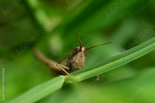 grasshopper on a leaf with blurry green background © Hafidz