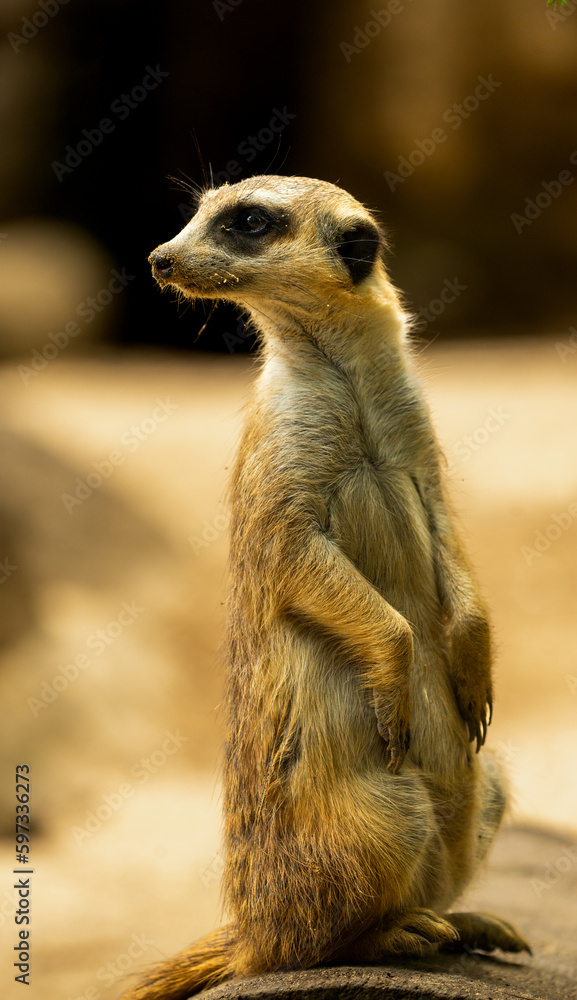 Fototapeta premium Funny suricate Mercat sitting in desert closeup portrait looking lef