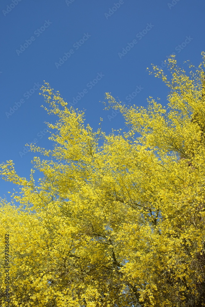 Palo verde tree during springtime with yellow crown 