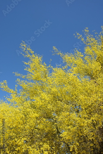 Fototapeta Naklejka Na Ścianę i Meble -  Palo verde tree during springtime with yellow crown 