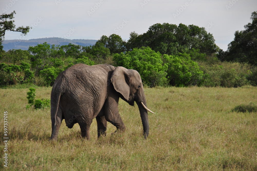 Fototapeta premium elephant