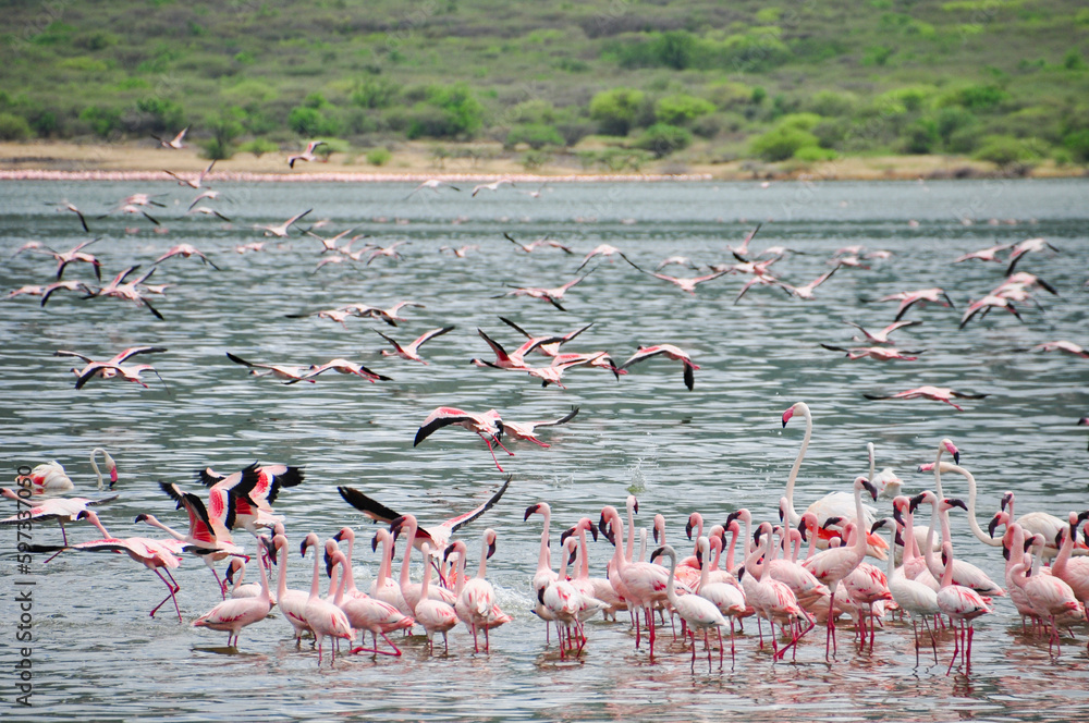Naklejka premium flamingos in lake