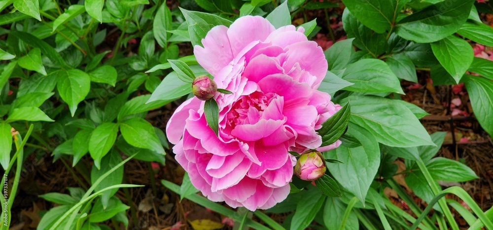 Pink Peony