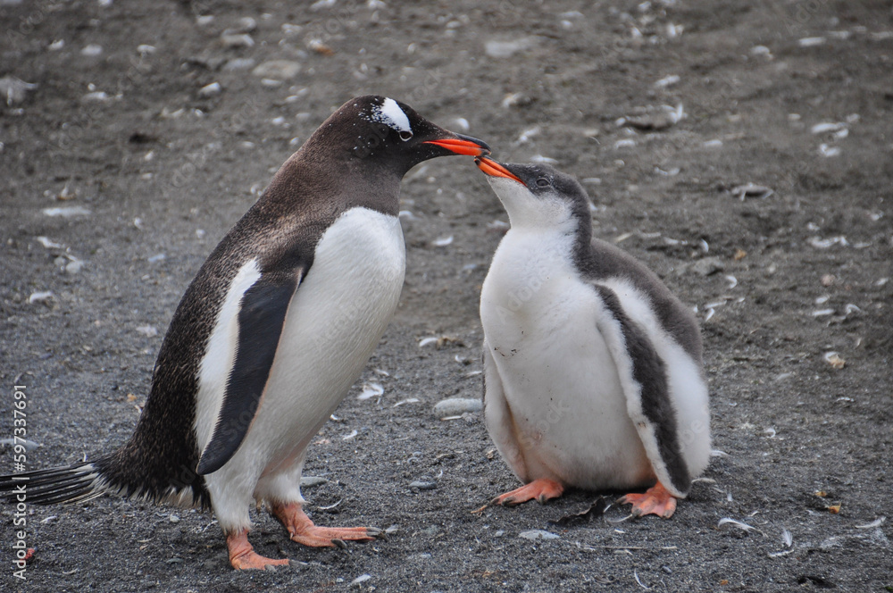 Fototapeta premium penguin
