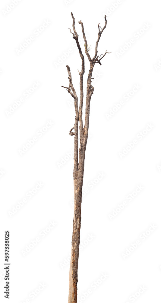 Fototapeta premium tree isolated on white background for design, advertising and architecture