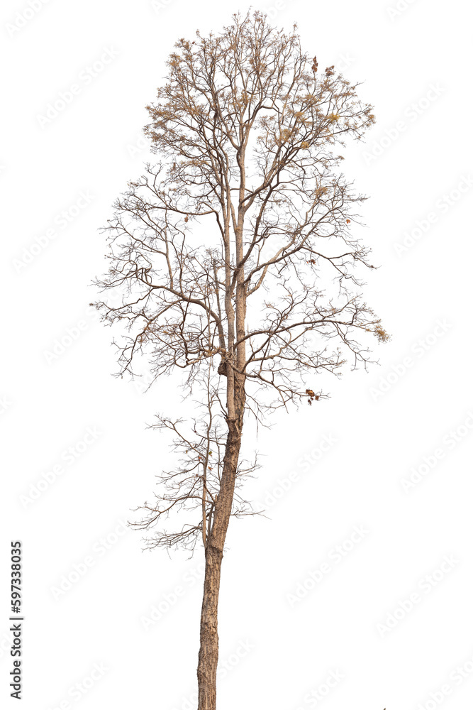 tree isolated on white background for design, advertising and architecture tree isolated on white background for design, advertising and architecture