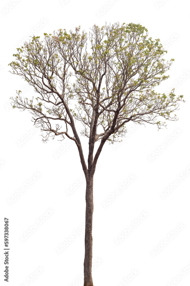 tree isolated on white background for design, advertising and architecture tree isolated on white background for design, advertising and architecture