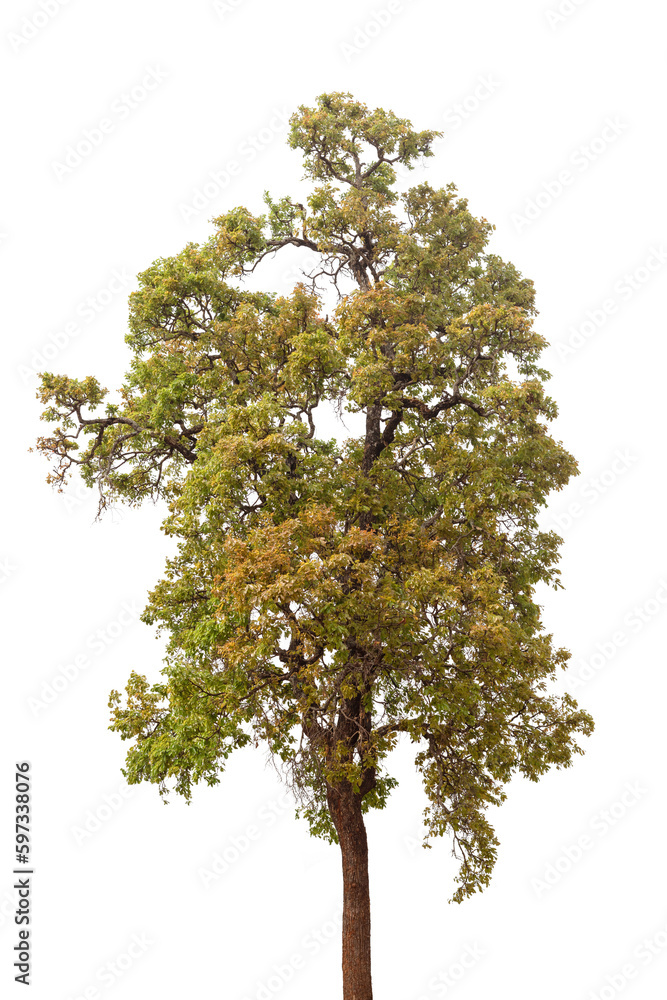 tree isolated on white background for design, advertising and architecture tree isolated on white background for design, advertising and architecture