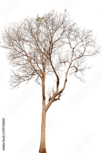 tree isolated on white background for design, advertising and architecture © AungMyo