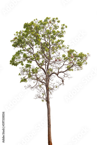 tree isolated on white background for design  advertising and architecture