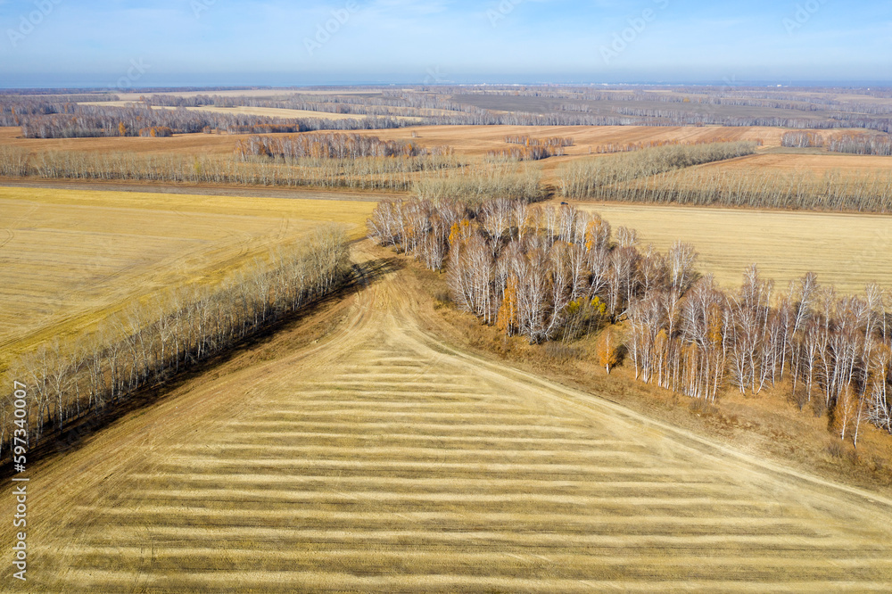 Aerial view of the expanses of fields with mown grass and birch groves in autumn