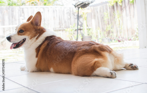 funny Pembroke Welsh Corgi lies in back view.  Cardigan dog lies with outstretched hind legs. Funny dog