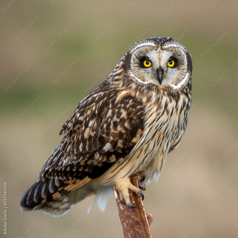 Short eared owl up close