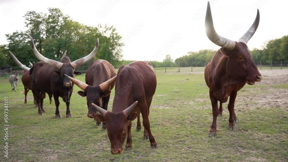 Ankole-Watusi domestic cattle in slow motion Ankole-Watusi domestic cattle in slow motion