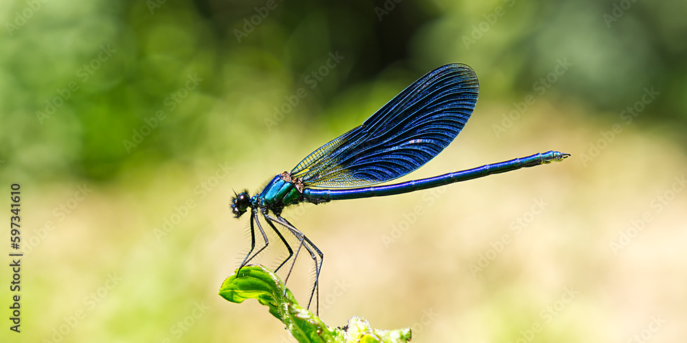 Black, Blue dragonfly close up SOA deep blue dragonfly sits on the grass dragonfly in nature habitat. insect dragonfly close up macro Black, Blue dragonfly close up SOA deep blue dragonfly sits on the grass dragonfly in nature habitat. insect dragonfly close up macro